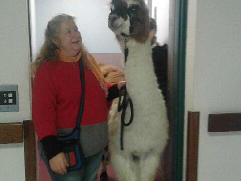 Corrèze Lama ferme pédagogique