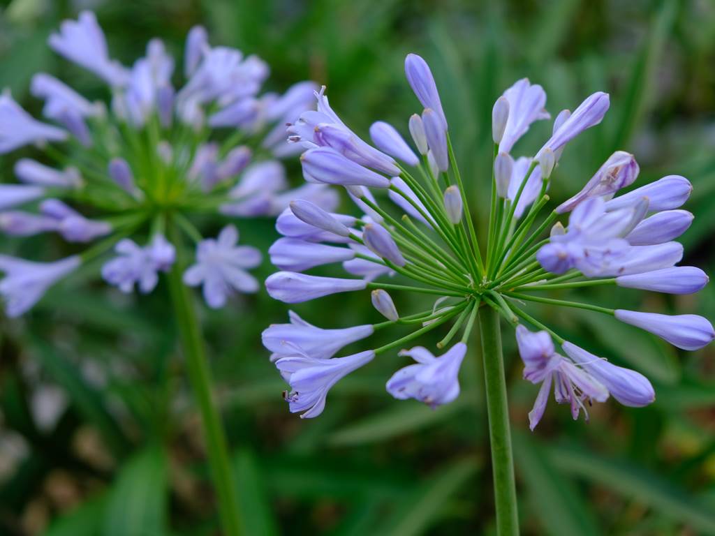 havre de paix au coeur de Limoges