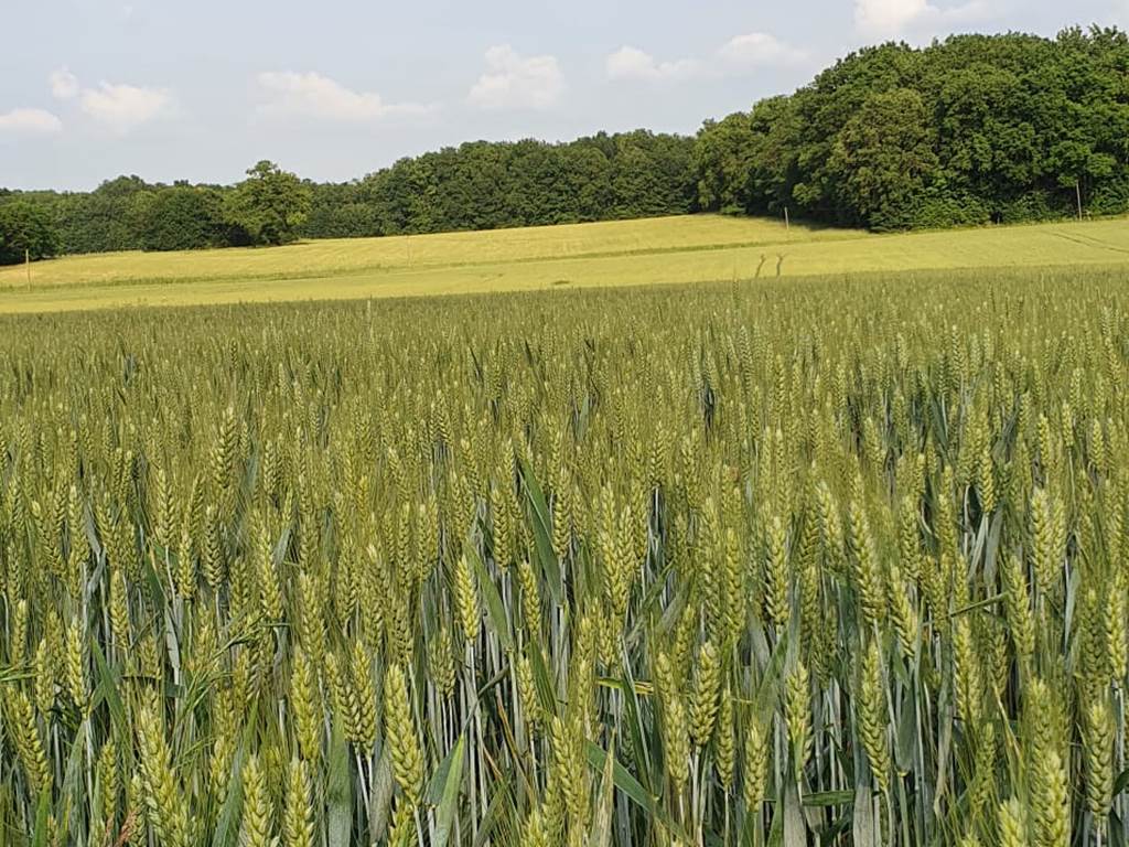 champs de blé