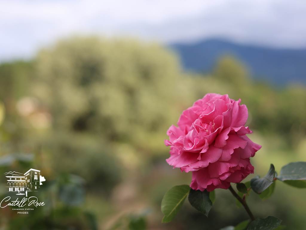 Les Roses du Castell Rose