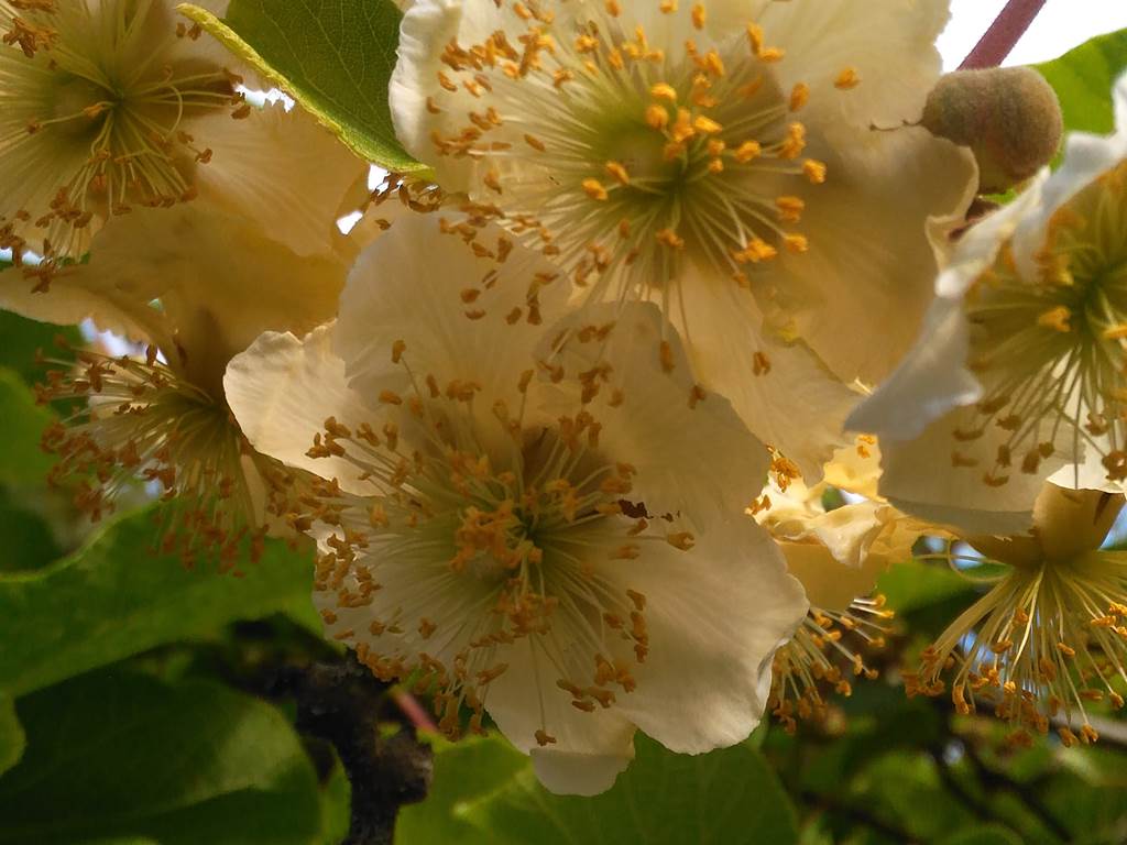 Arbre de kiwis en fleurs ( Actinidia )