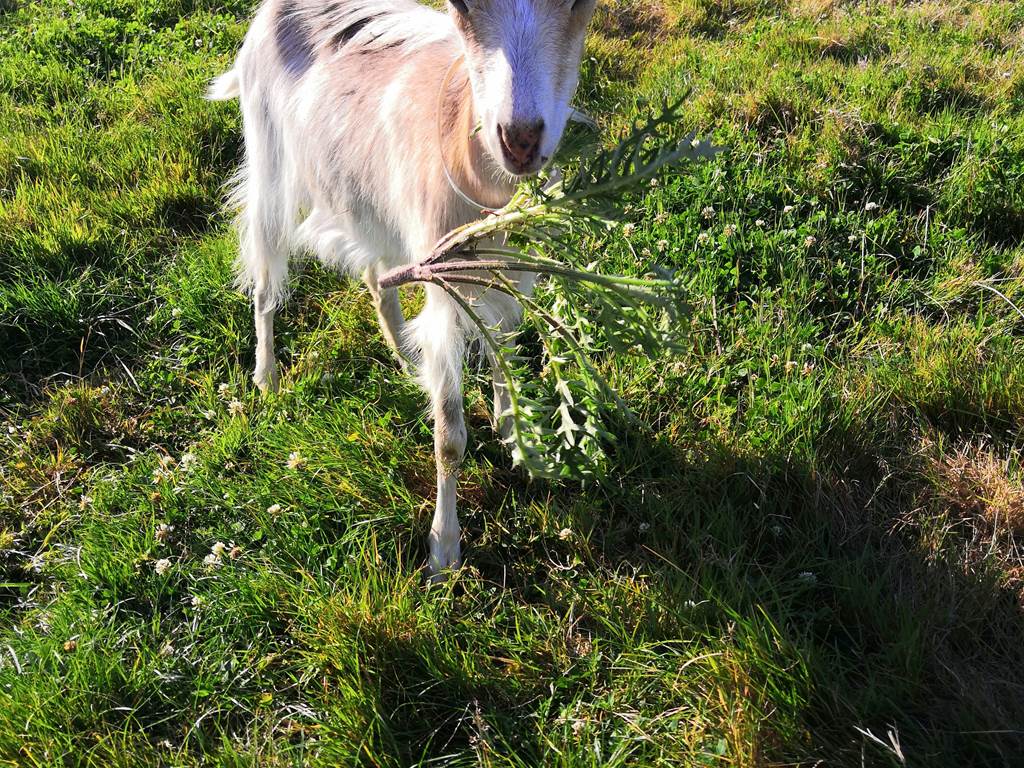chèvre mangeant chardon