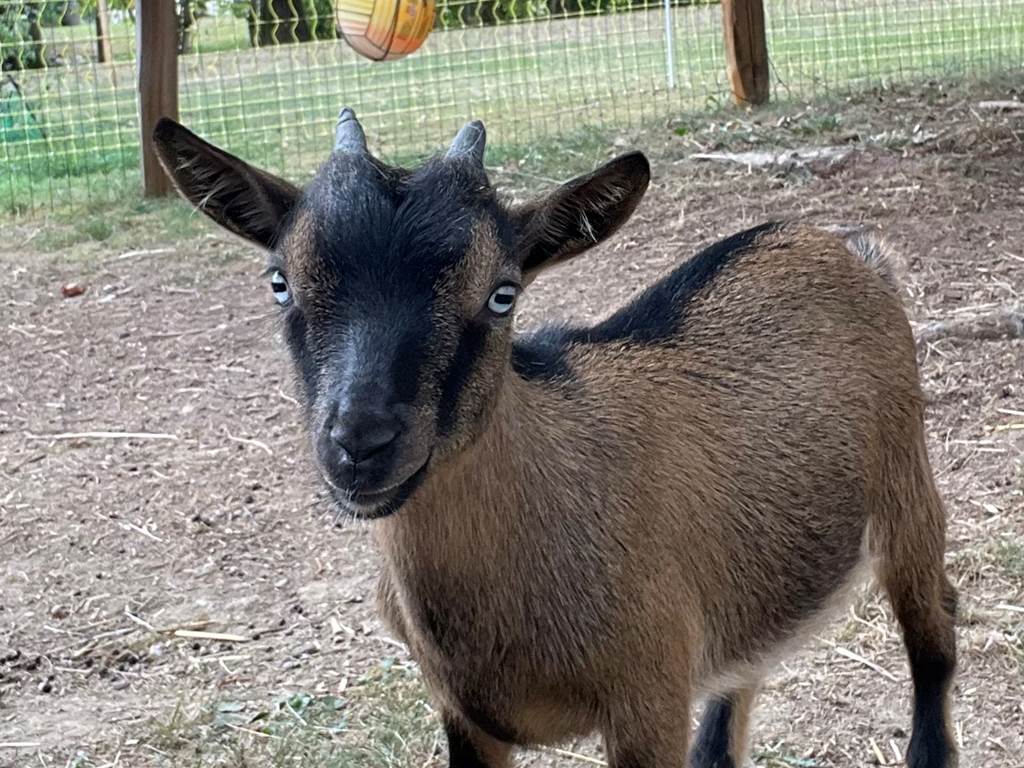 Taô et ses beaux yeux bleus