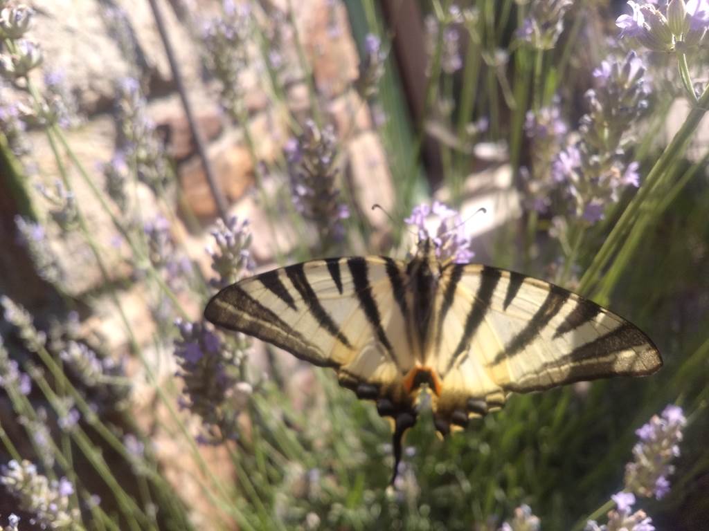 Papillon