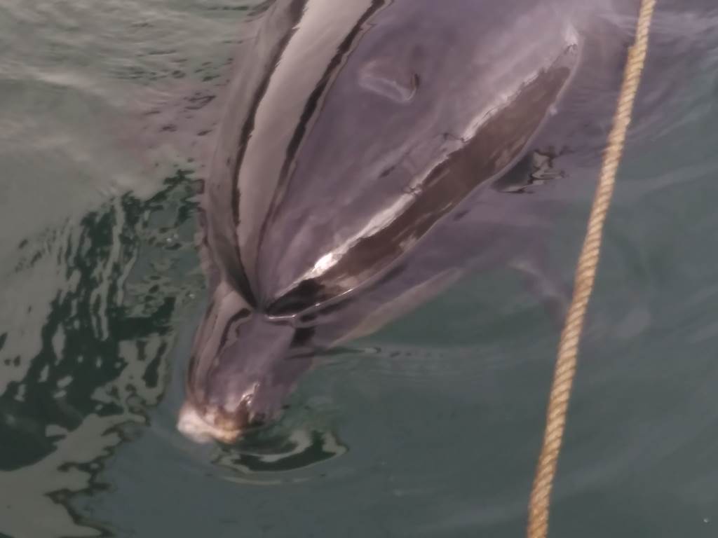 Le dauphin qui joue à la corde dans le port de plaisance à Tréboul