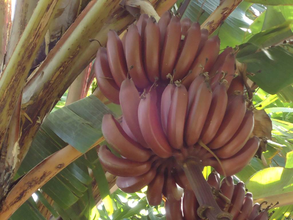 Banane rouge du jardin