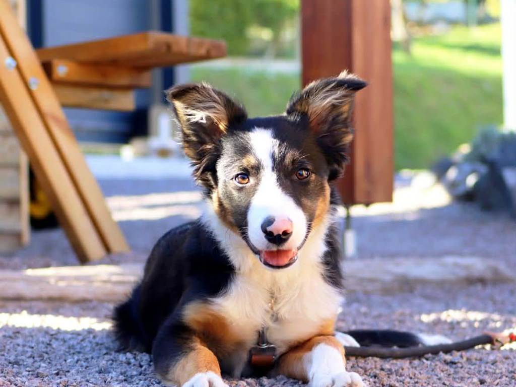 seven-mascotte-du-domaine