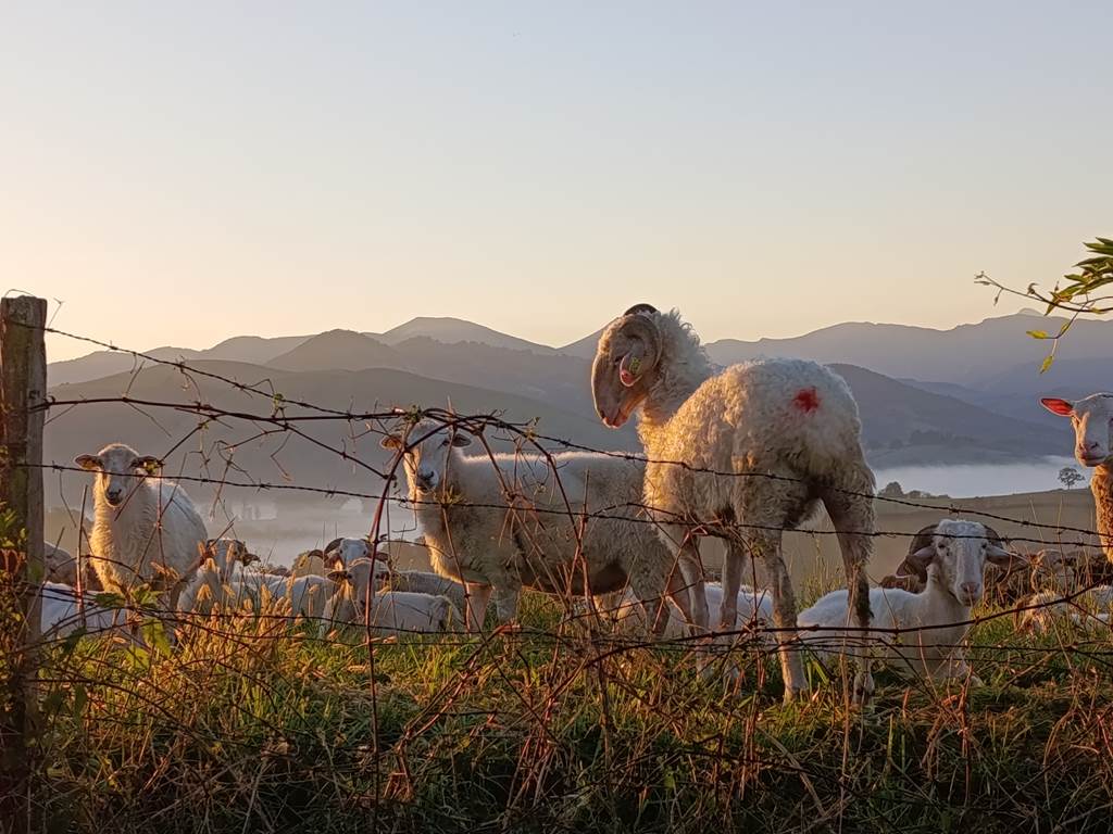 985c1b57-20aa-4e51-b6d1-5d0074da6a3e-1_all_7954