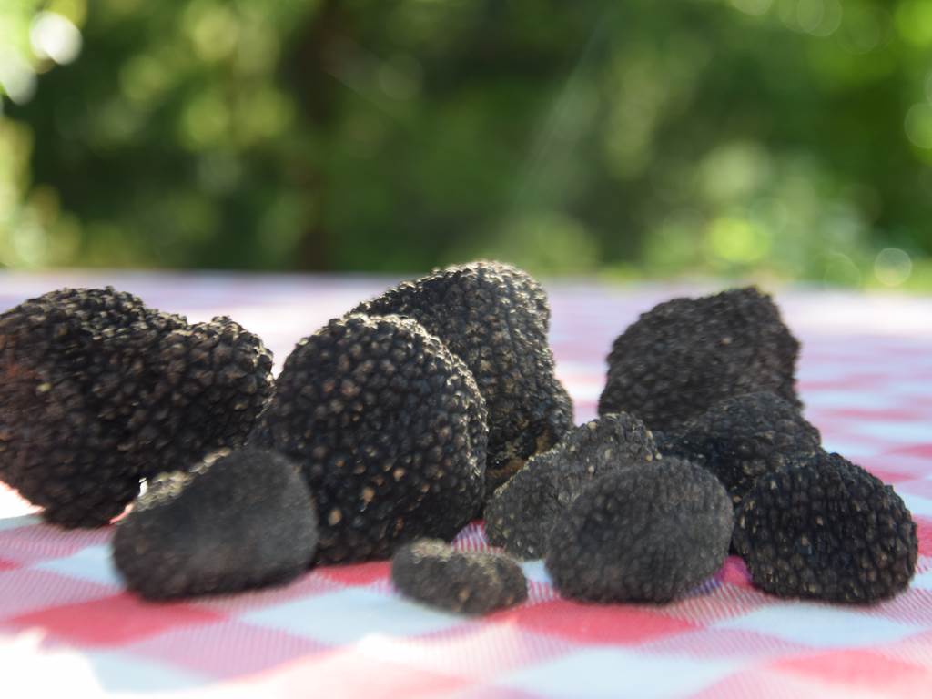 Récolte de truffes