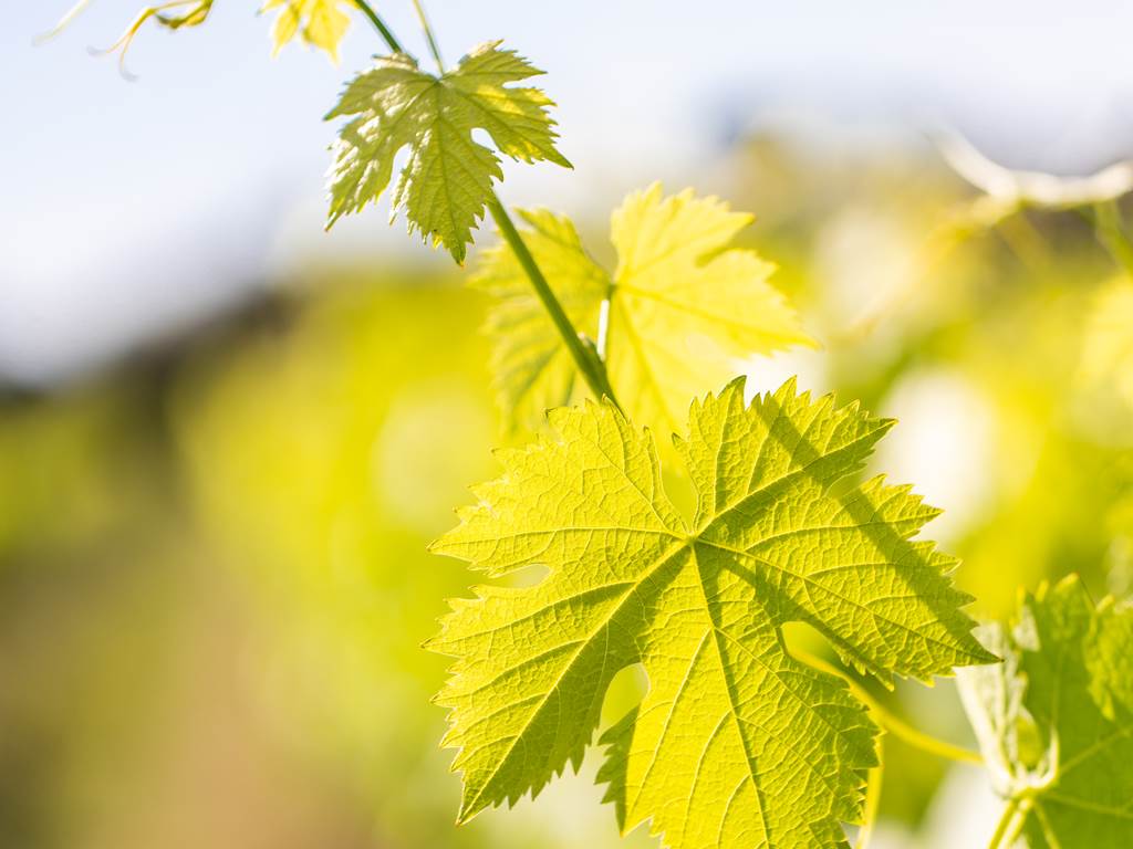 RoutedesVins-DomaineduBlavet-©LeaGil.8