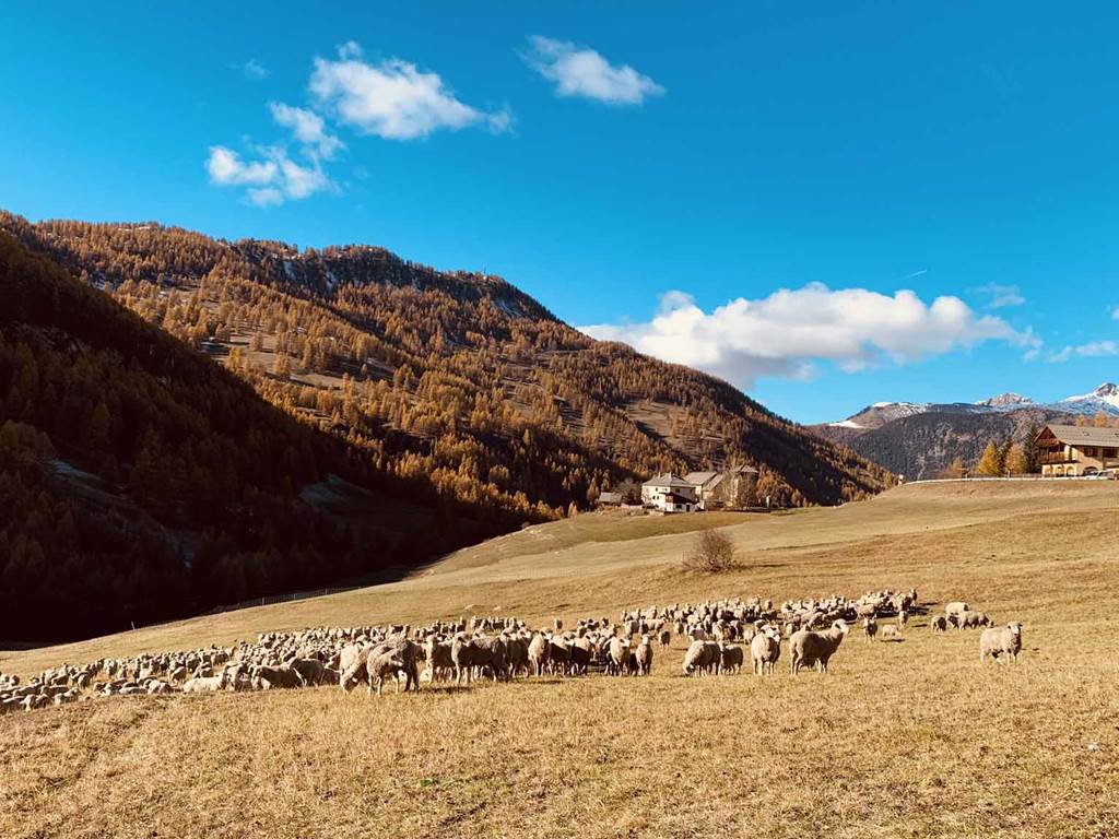 troupeau-vallée