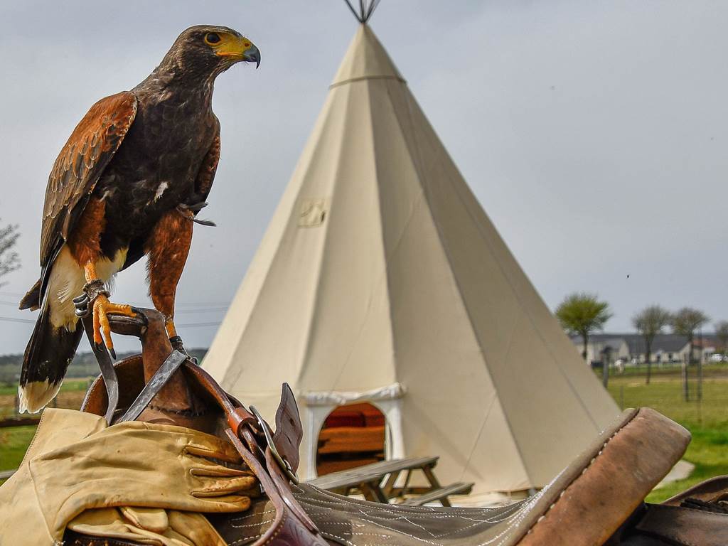 Rapaces