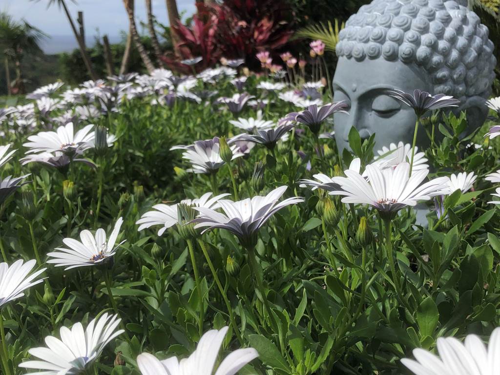 le jardin