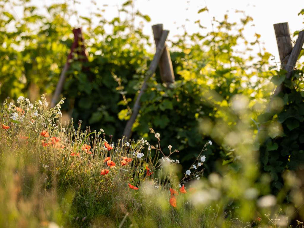 Metiers_vigne_selectCIVA-18