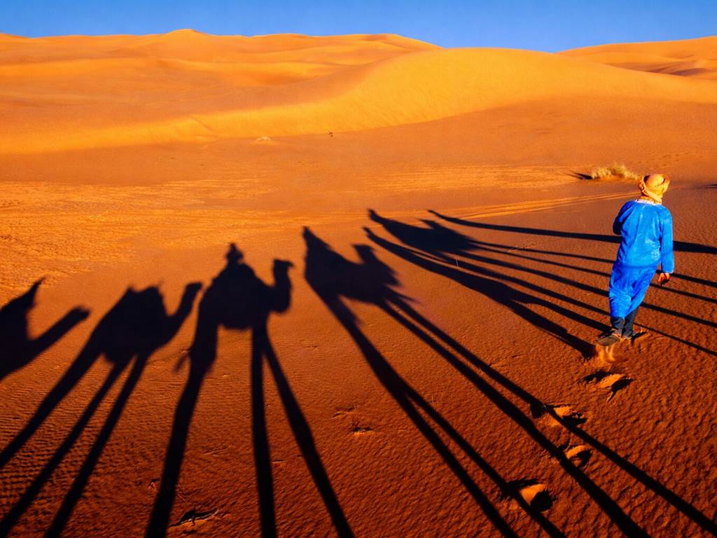 Ombre des dromadaires dans les dunes