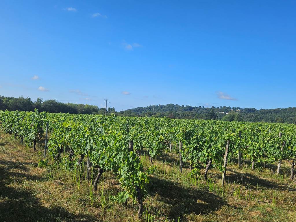 Vignoble-Bergeracois-Monfaucon-Perigord