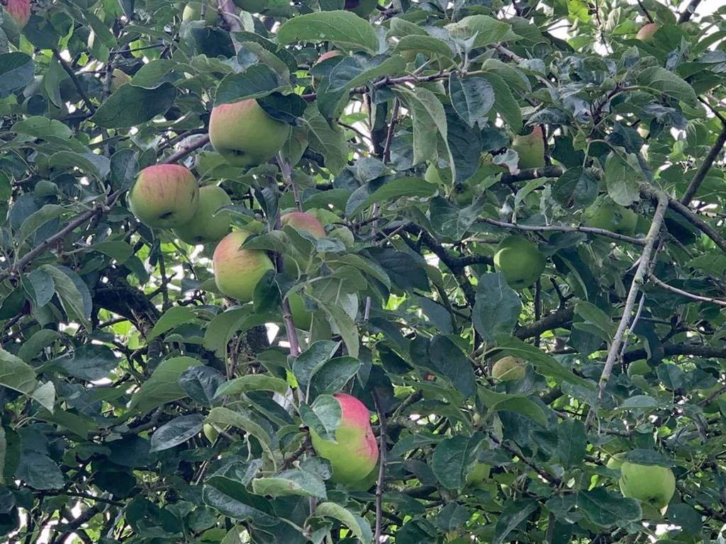 Couleurs d’automne et pommiers en fruit : le jardin du Moulin de la Planquette offre un cadre chaleureux pour un séjour familial en pleine nature dans le Pas-de-Calais.
