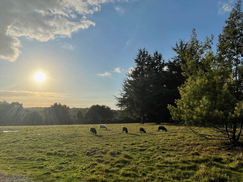 vue-parc-arbres-soleil-maison-de-vacances-baden-golfe-du-morbihan