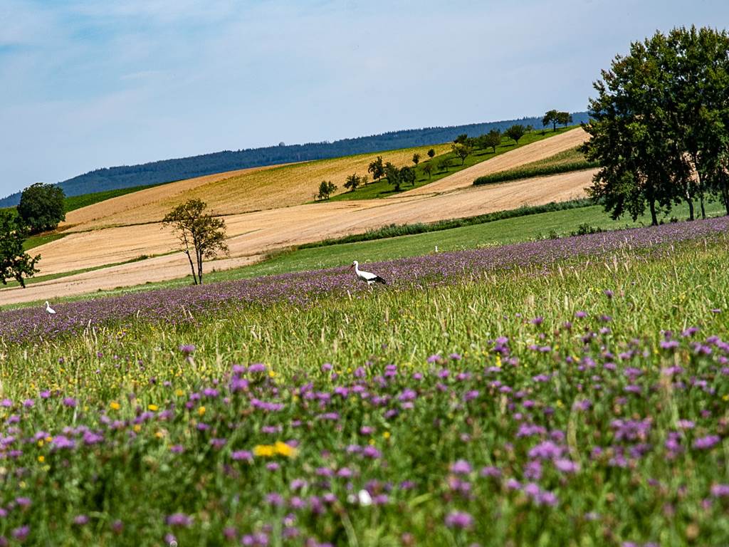 les cigognes sont de retour