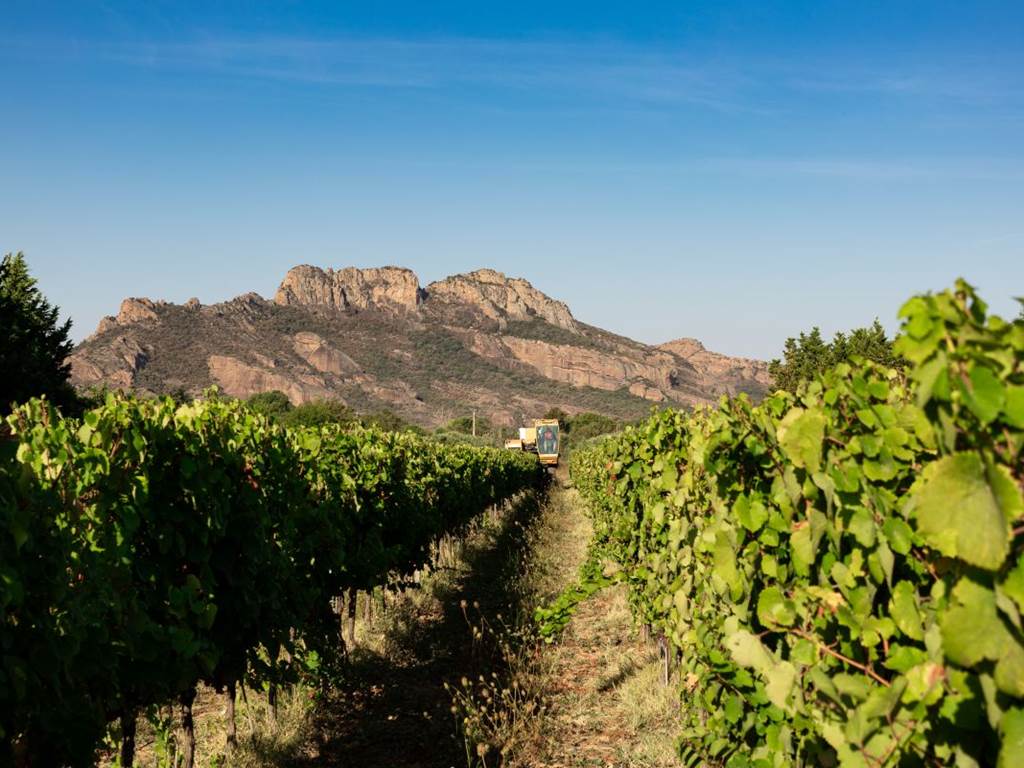 vendanges 2023 Blavet (8 sur 70)