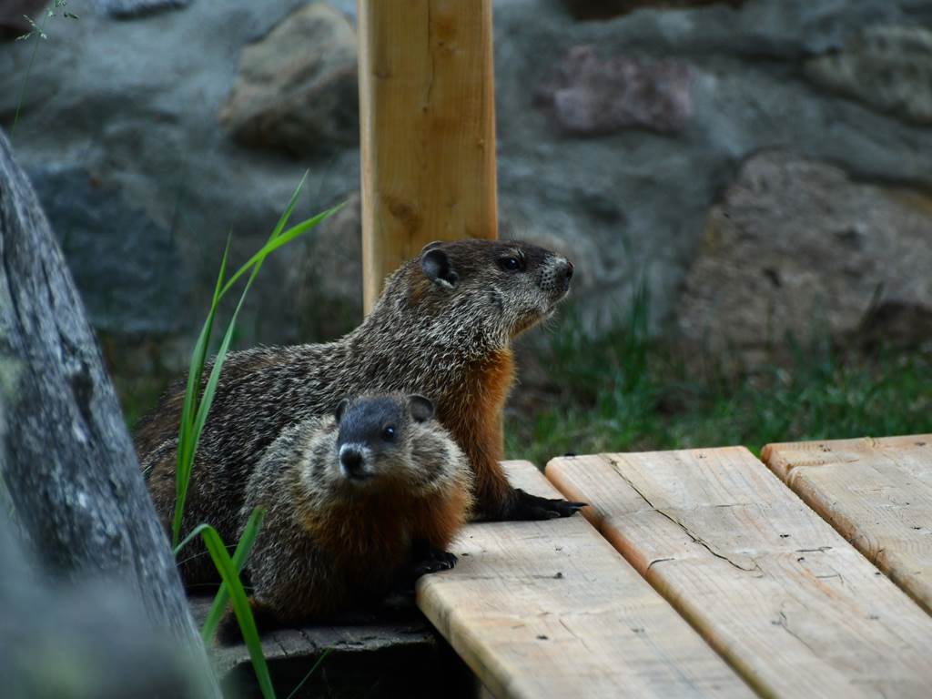 Les marmottes du Domaine