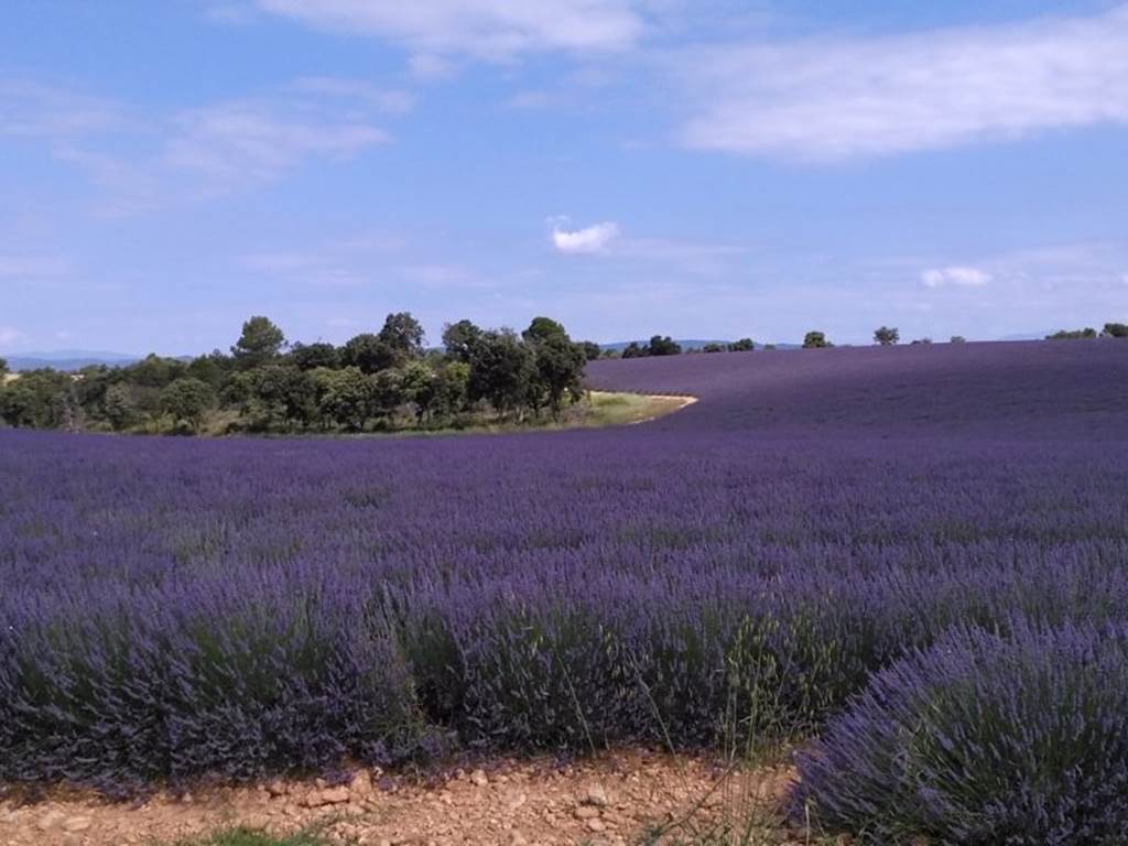 Lavandes Plateau Valensole