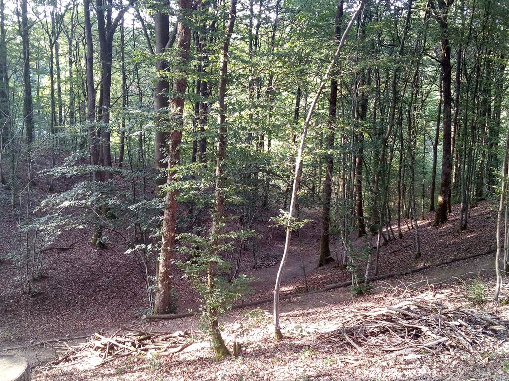 foret
