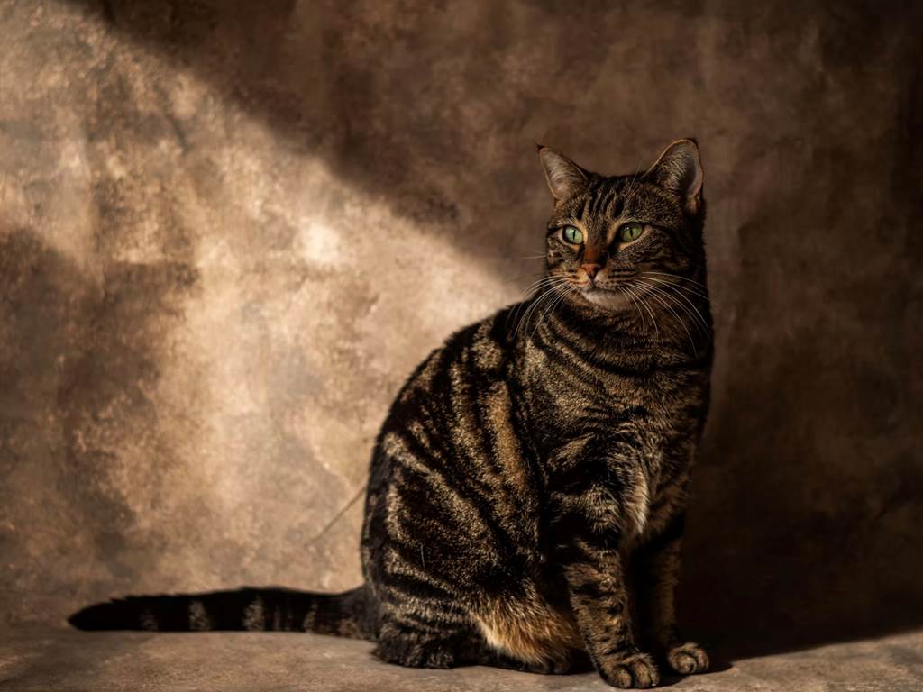 chambre-hotes-riec-sur-belon-finistere-sud-bretagne-cornouailles-bed-and-breakfast-visite-pont-aven-sentier-cotier-randonnée-jardin-centre-bourg