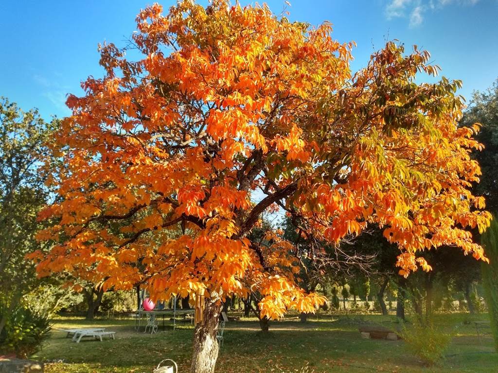 Le plaqueminier à l'automne
