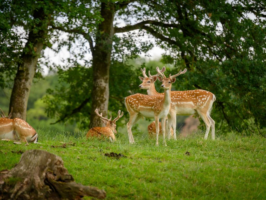 Location-en-foret-du-Parc-de-Chevreuse
