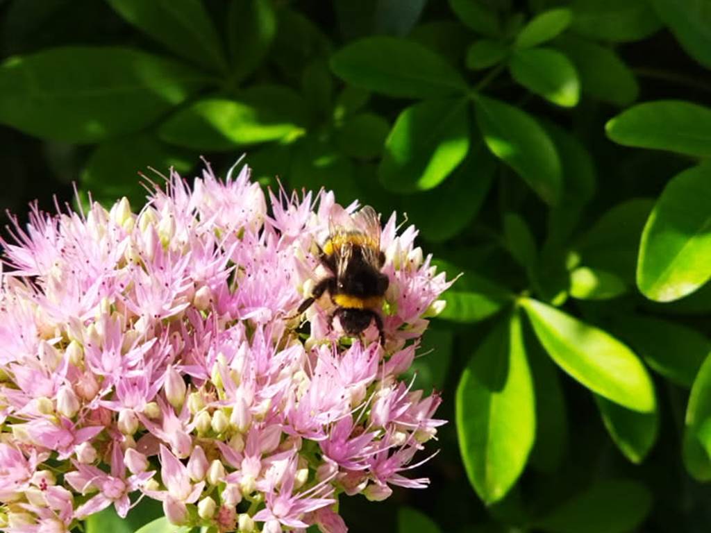 Une Butineuse du jardin