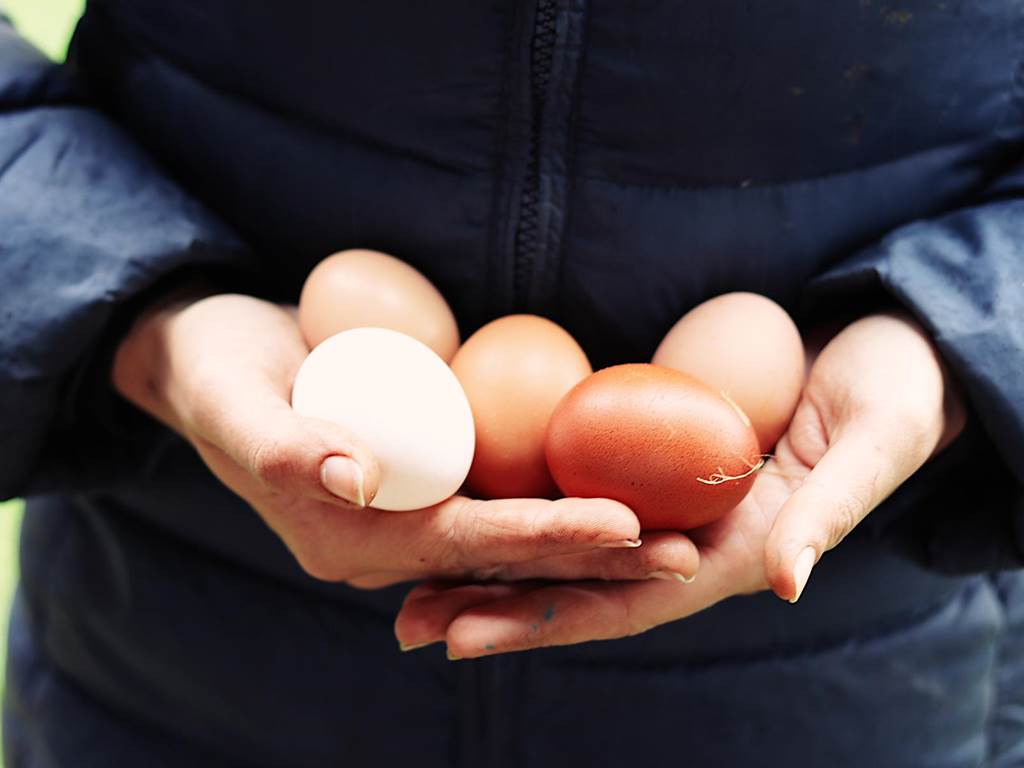 Ferme - oeufs