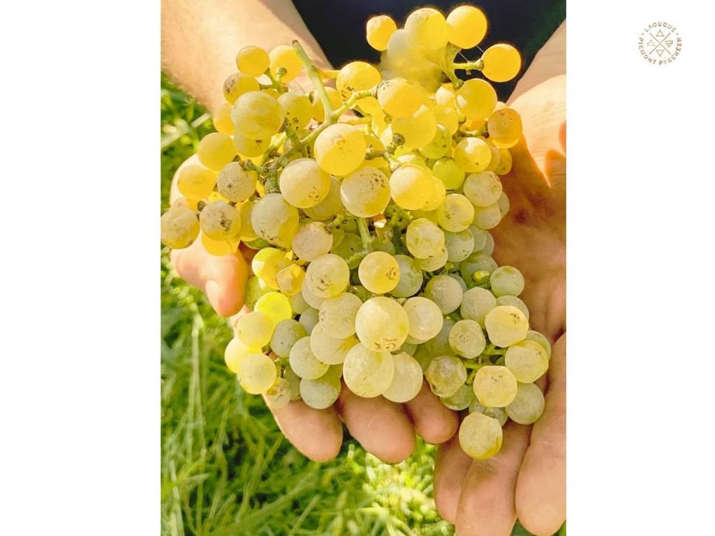 Domaine Laougué cépage blanc