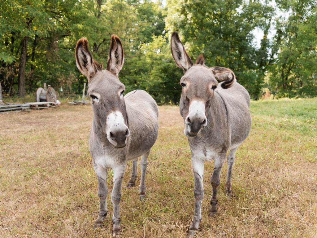 Les_sources_gite_de_charme_Objat_correze_piscine_x_Nastasia_Papiez-395