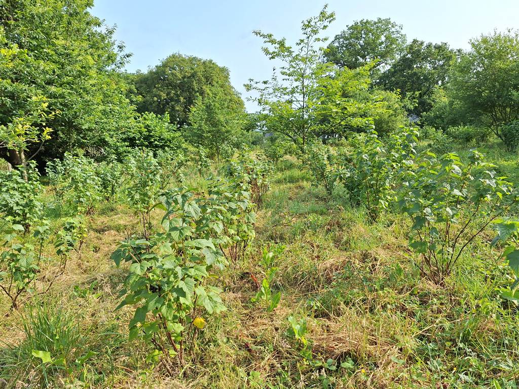 Cassis -plantation-Bretagne-Masserac-Koantiz