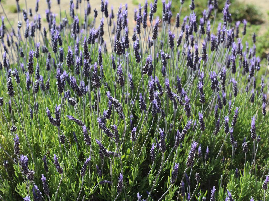 315Imouzzer idaoutanane