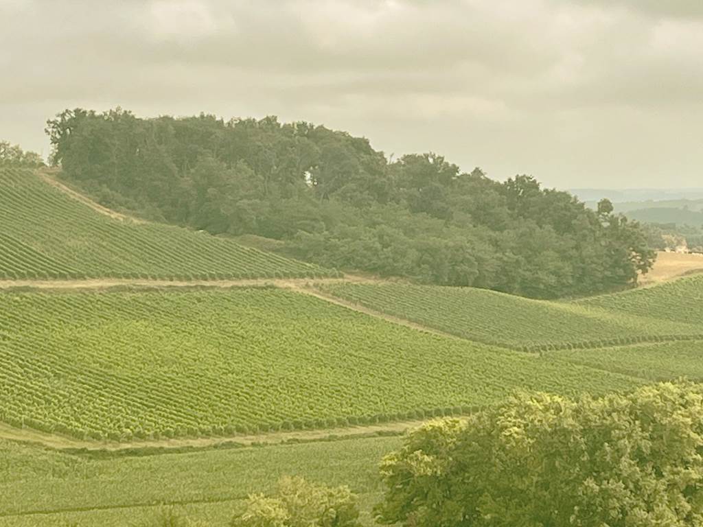 Domaine Laougué - le vignoble tryptique 2