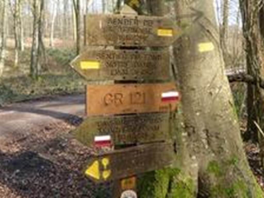 Chemins paisibles et ombragés en forêt d’Hesdin, parfaits pour les randonnées en famille lors d’un séjour dans notre gîte rural des Hauts-de-France.