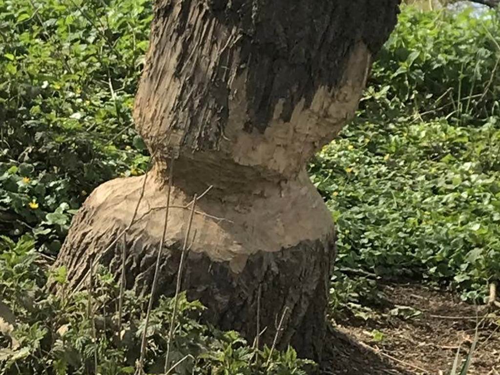 Arbre rongé par les castors 3