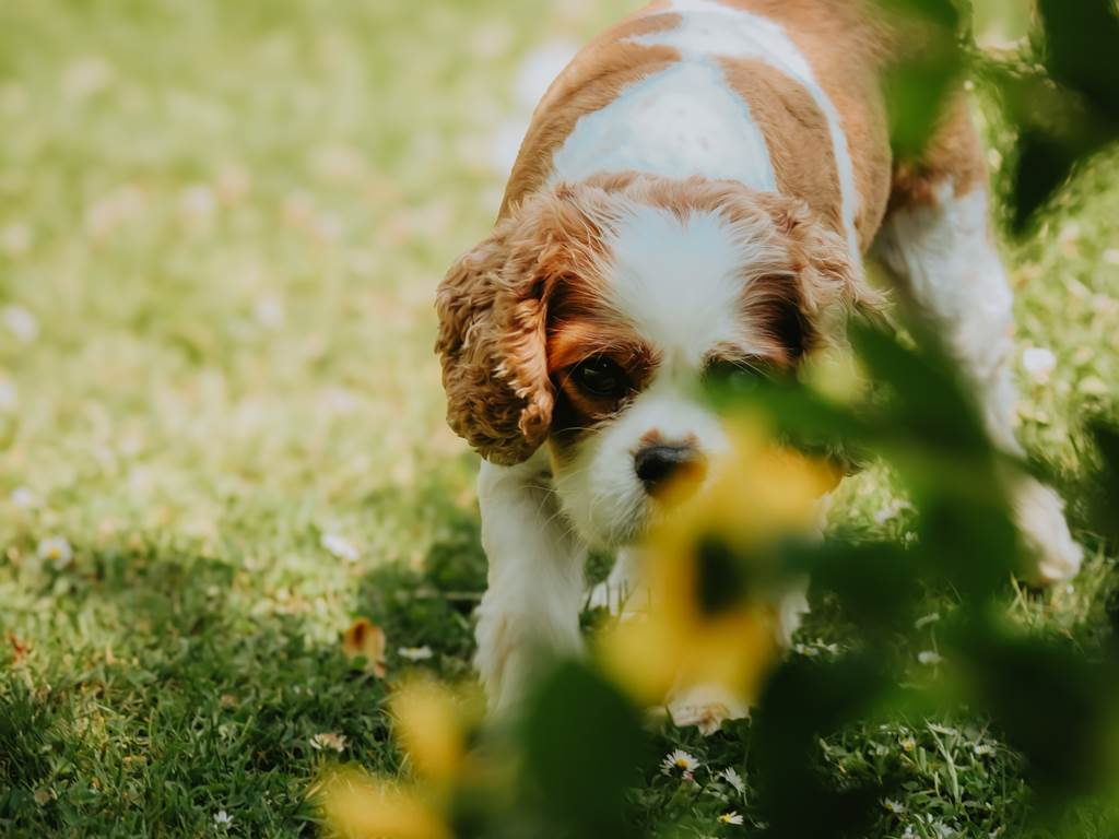 la mascotte