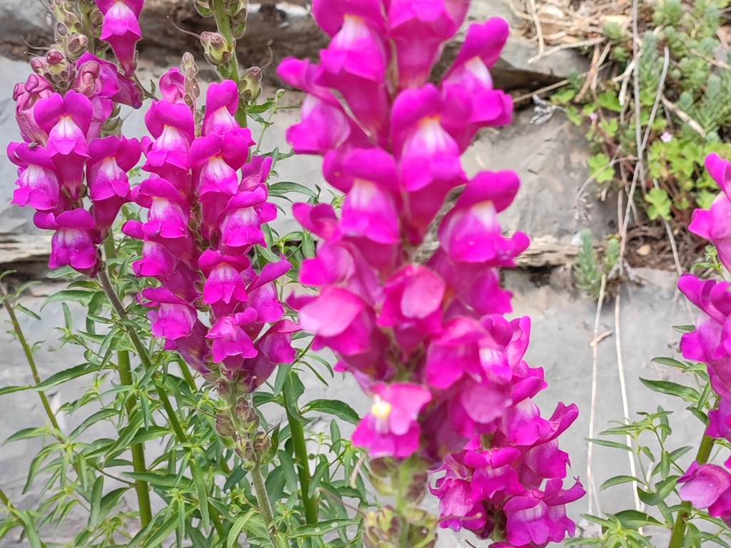Muflier du Cirque de Navacelles