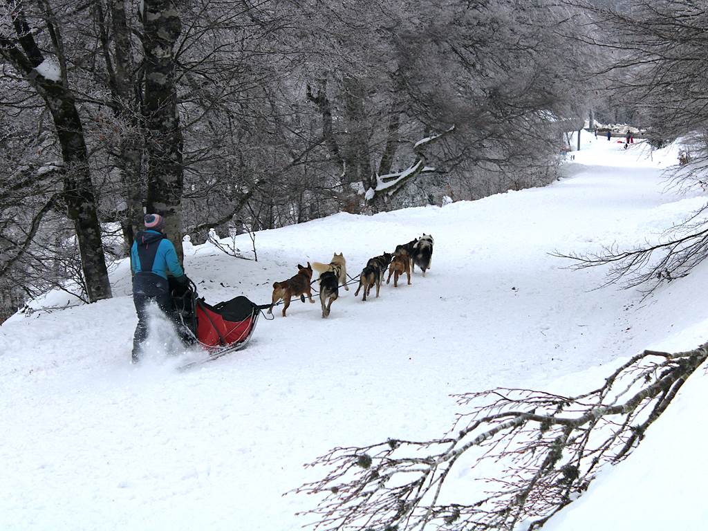 Sortie en chien de traineau