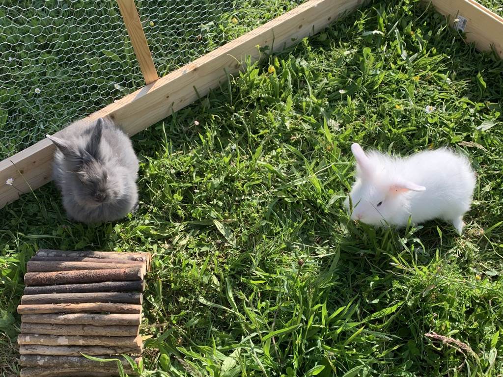 parc lapin