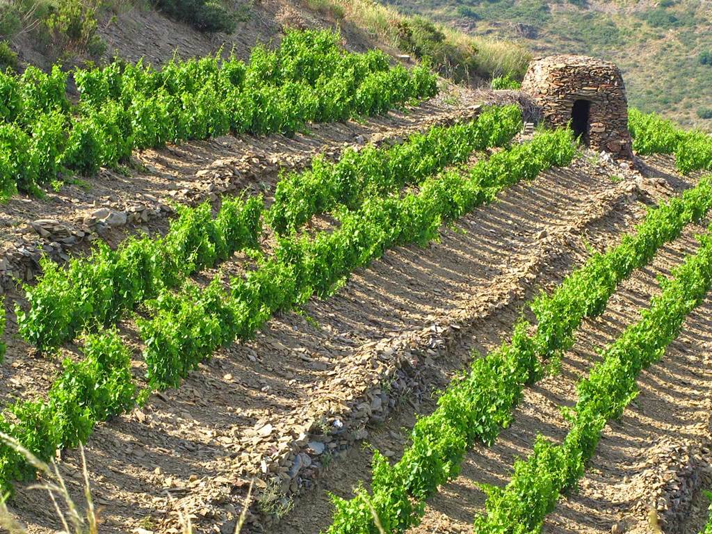 Le vignoble de Banyuls, Cerbère, Collioure
