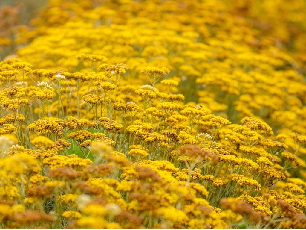 hitton-séjours-nature-immortelle-hélichryse