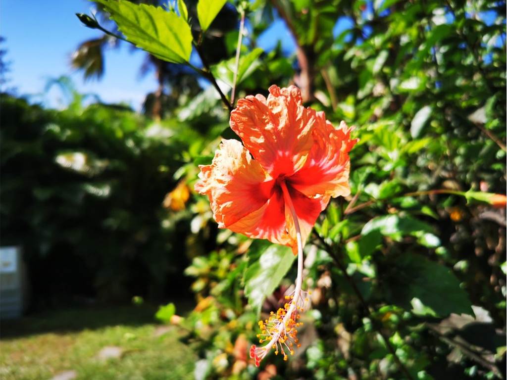 fleur-hibiscus-creole-guadeloupe