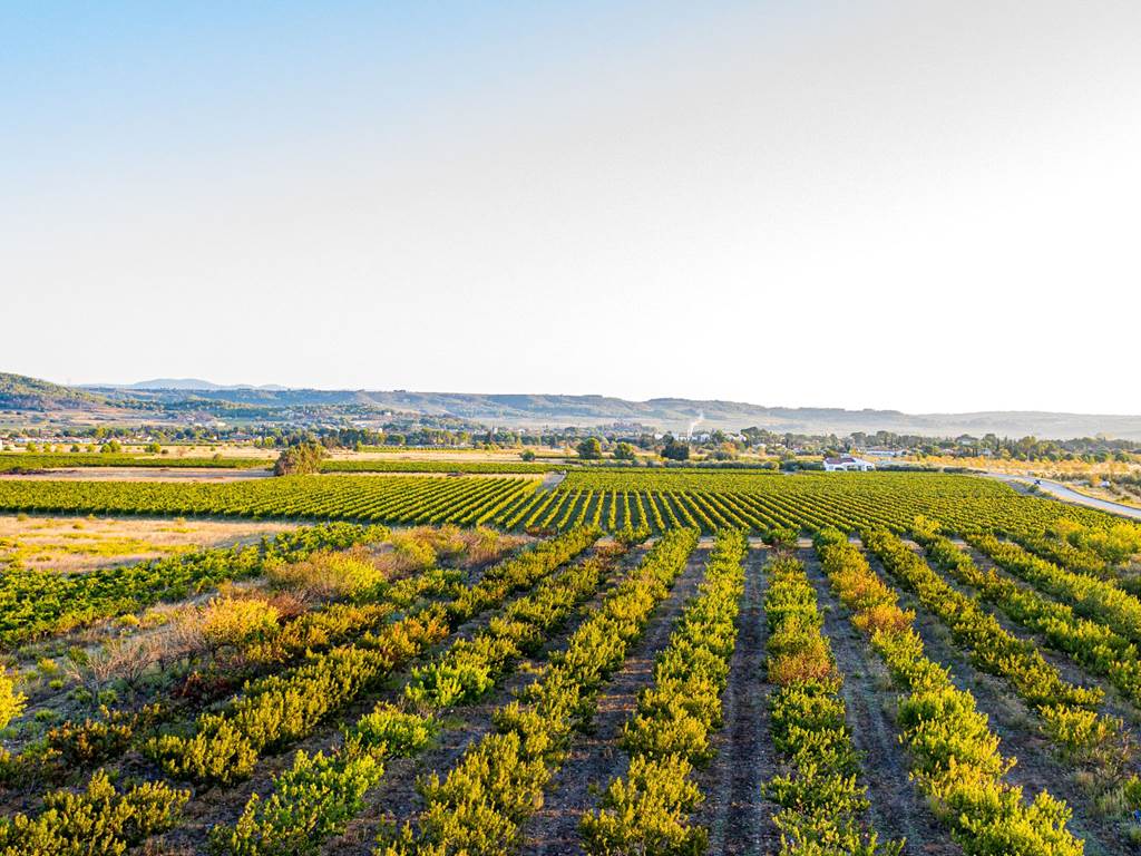 gîtes au cœurs des vignes