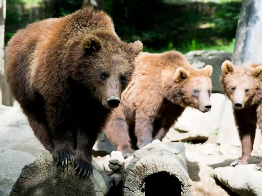 Parc animalier