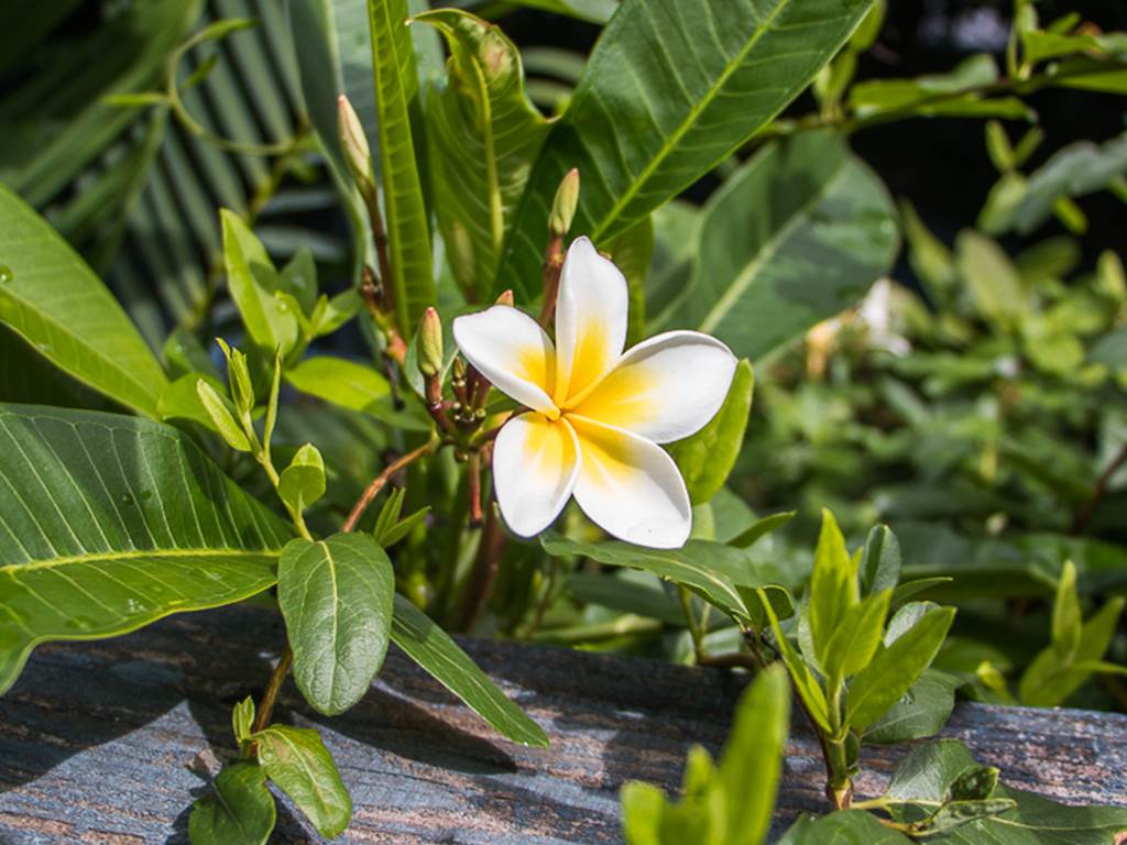 Fleur de Frangipanier