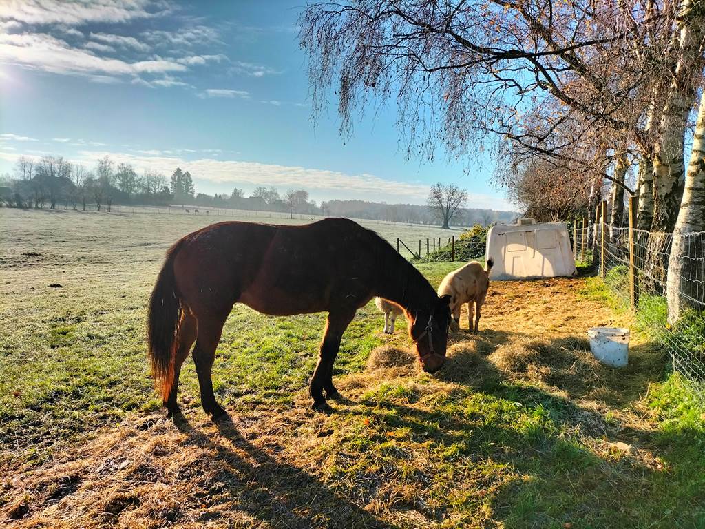 animaux de la ferme autour du gite